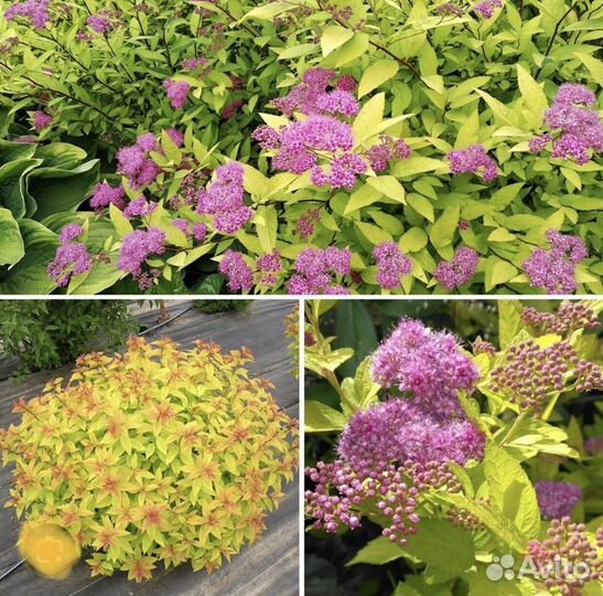 Спирея многолетники цветы