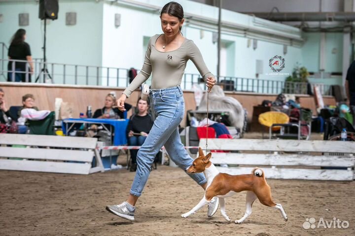 Хендлер, выгул, социализация, помощь в выборе