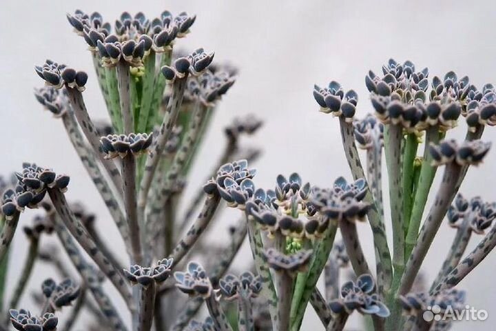 Суккуленты Каланхоэ Трубчатоцветковое