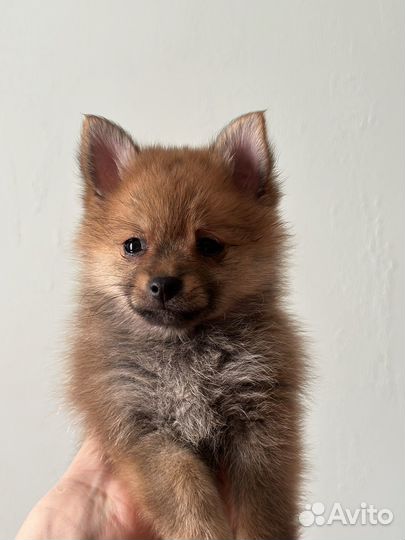 Щенки шпица