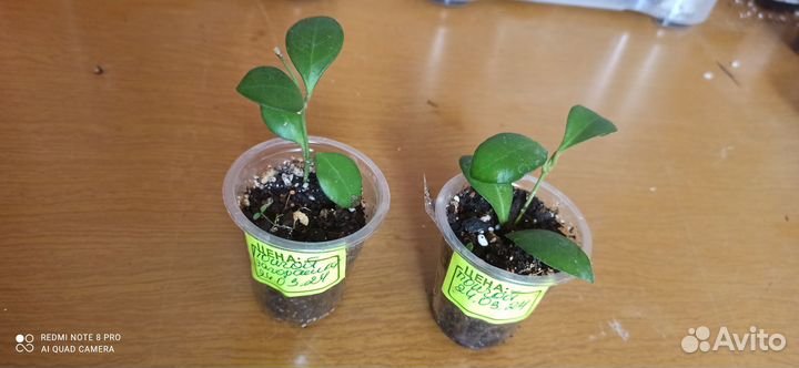 Редкие хойи