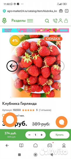 Рассада клубники Альбион, Елизавета 2, Гирлянда