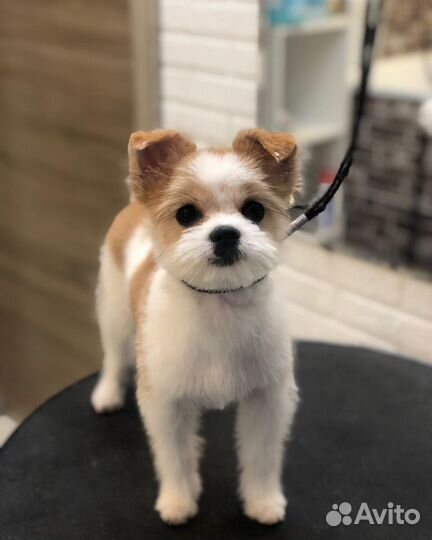 Грумер. Стрижка собак