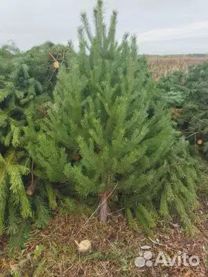 Сосны елки живые оптом