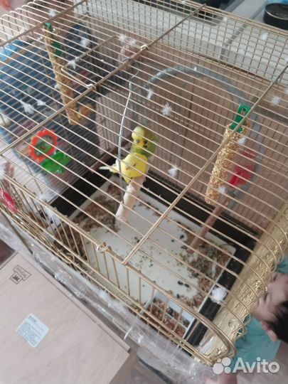 Волнистый попугай ввп чех