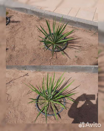 Растения для сада