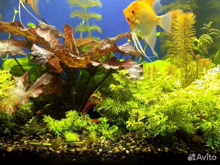 Аквариумные растения
