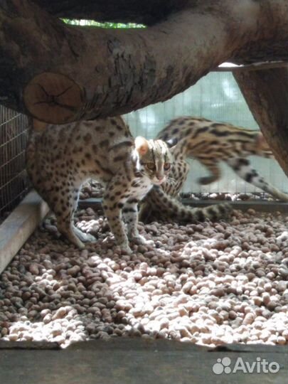 Взрослые азиатские леопардовые коты. Алк от заводч