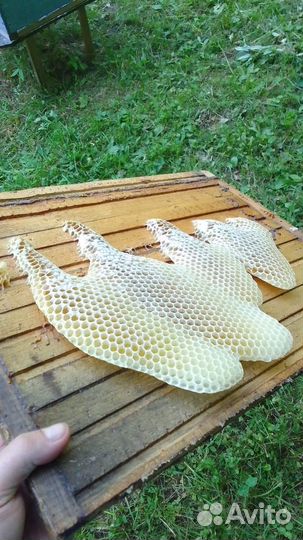 Липовый мед Чувашии, продукты пчеловодства