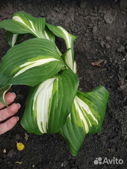 Хоста, гейхера, астильбы