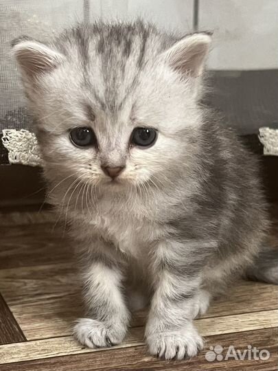 Кошка в дар