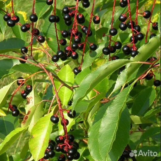 Черемуха Маака