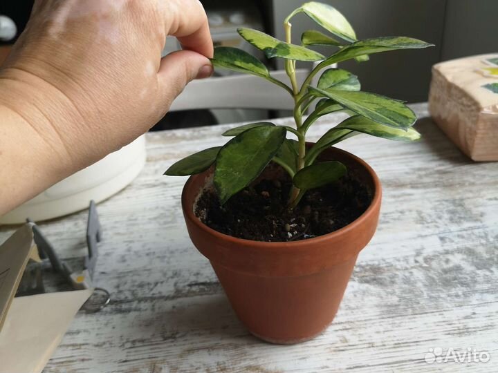 Хойя аустралис лиза