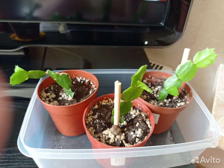 Декабрист шлюмбергера розовый-красный