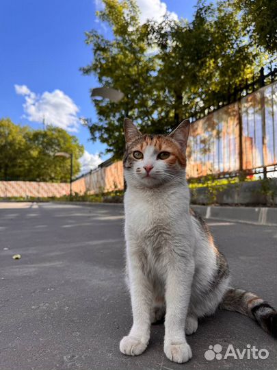 Кошка в дар трехцветная