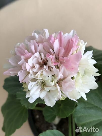 Пеларгонии (герани) сортовые