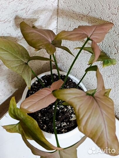 Сингониум Серый призрак и др