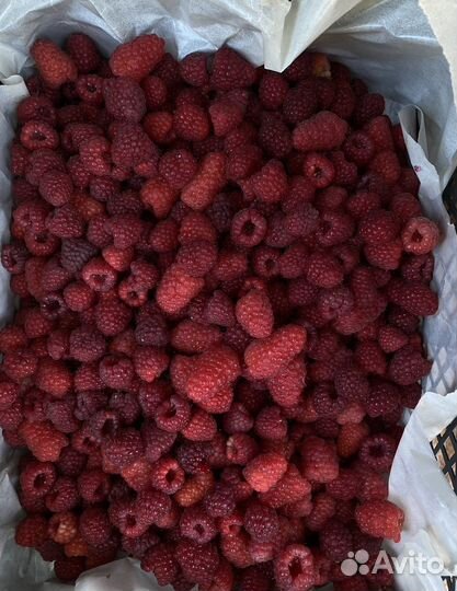 Байкальская малина