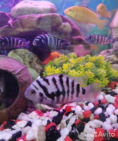 Рыбки аквариумные