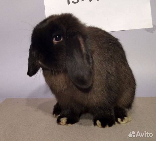 Декоративный карликовый кролик минилоп