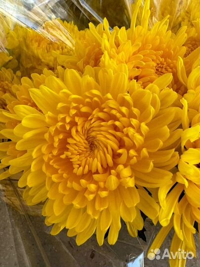 Хризантема ветка и одноголовая