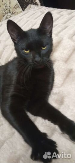 Найден кот с двумя ошейниками