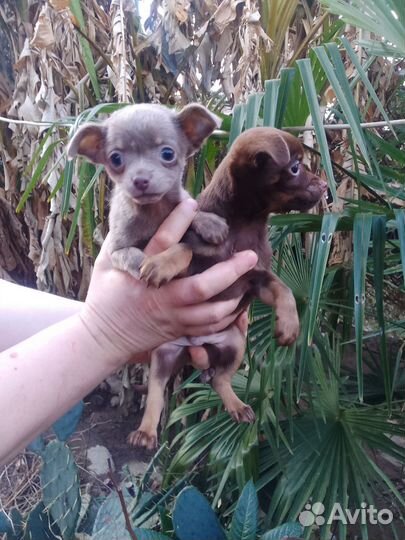 Щенки чихуахуа