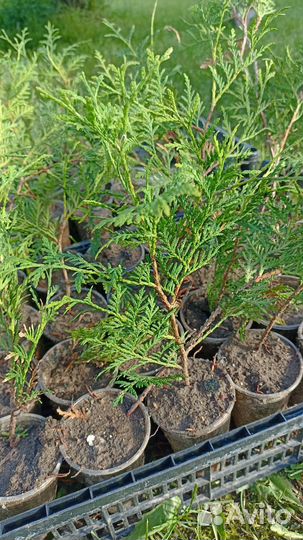 Черенки туи западной Холмструп