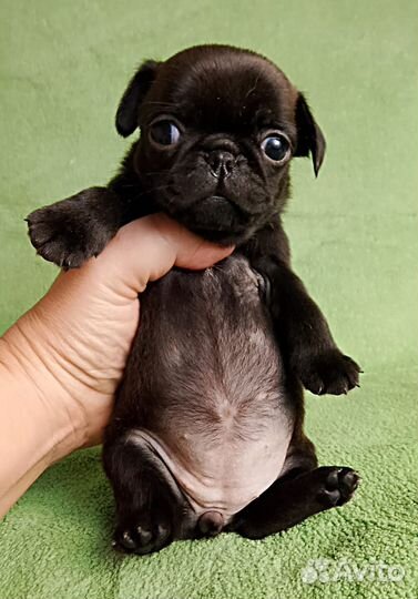 Девочки птишки