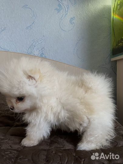 Померанский шпиц мини