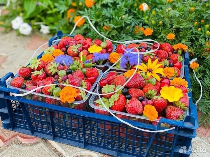 Свежая домашняя клубника