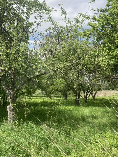 Участок 10 сот. (СНТ, ДНП)