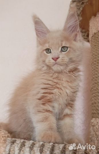 Котята мейн-кун