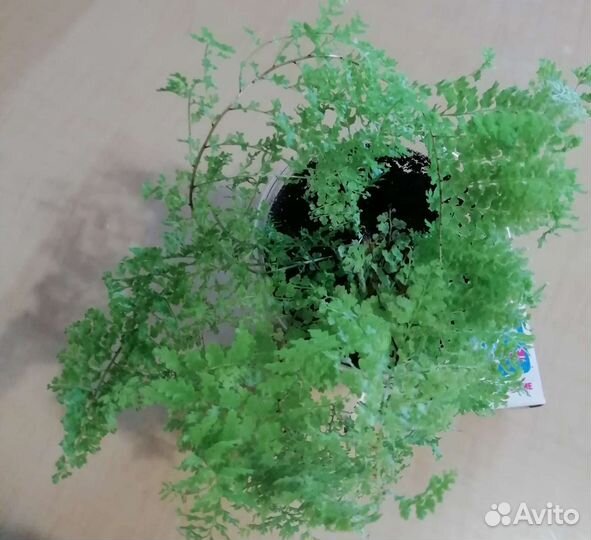 Папоротник нефролепис