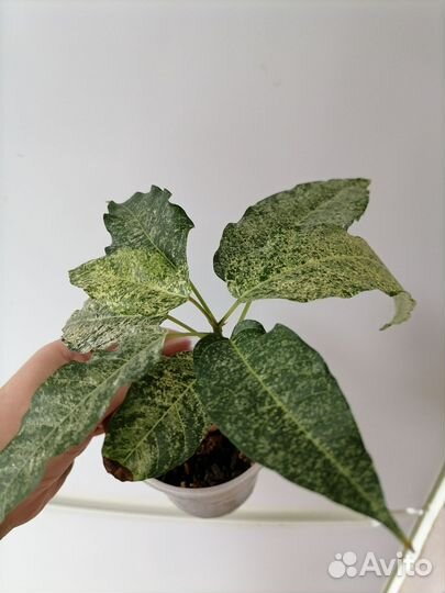 Фикус альтиссима снежный шторм