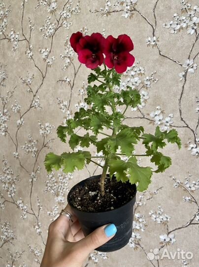Пеларгонии сортовые 6 шт