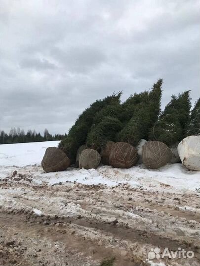 Ель обыкновенная, крупномер