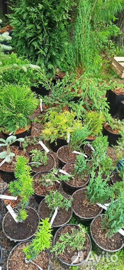 Хвойные растения