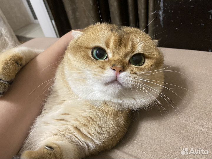 Кот вязка золотая шиншилла