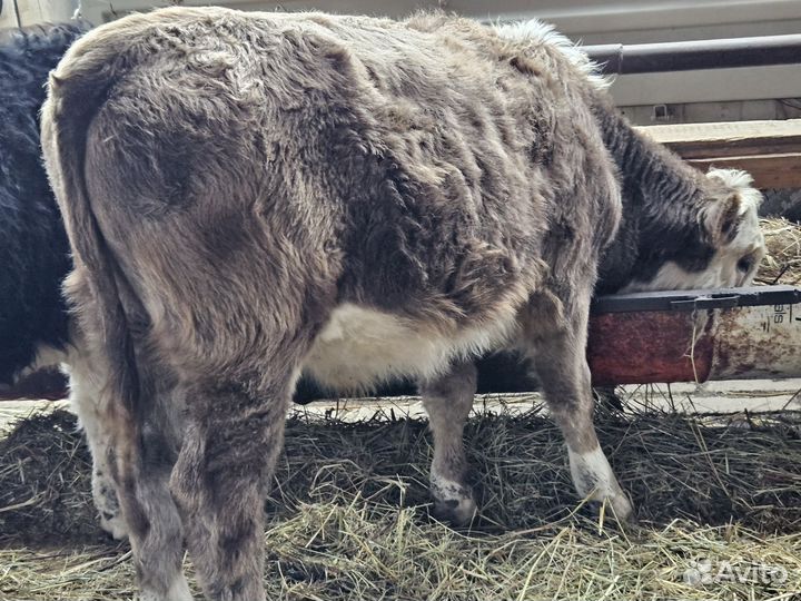 Бычки и быки