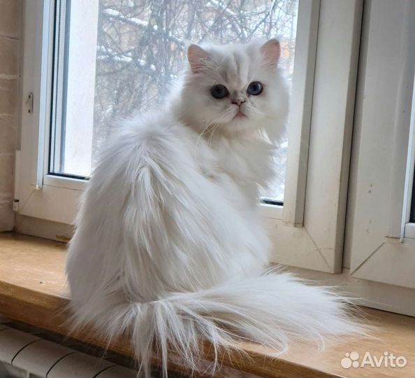 Британская молодая кошечка