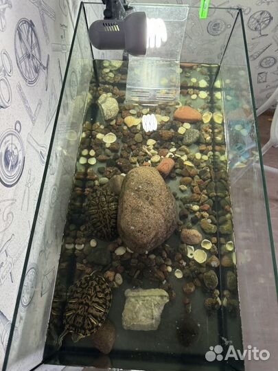 Черепахи красноухие с аквариумом