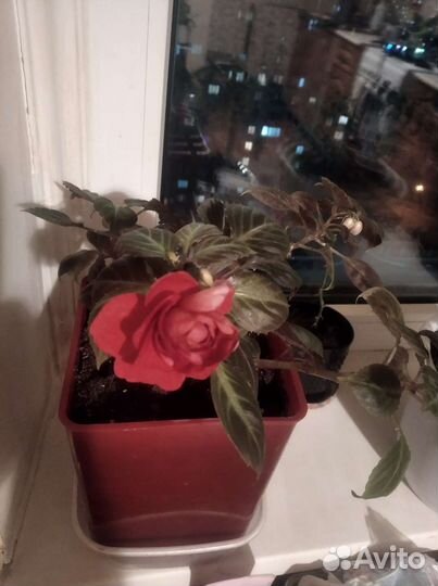 Бальзамин (огонек, плакучий Ванька)