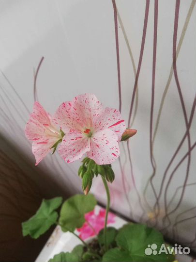 Пеларгония герань