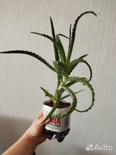Алоэ
