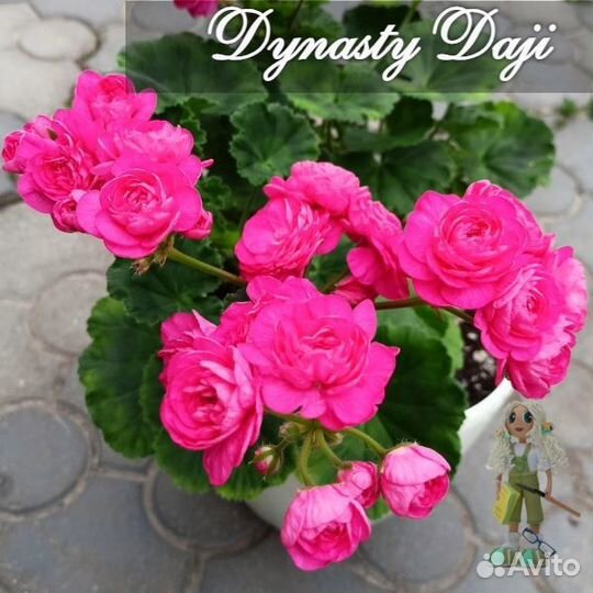 Dynasty daji пеларгония