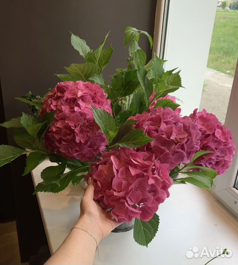 Гортензия крупнолистная