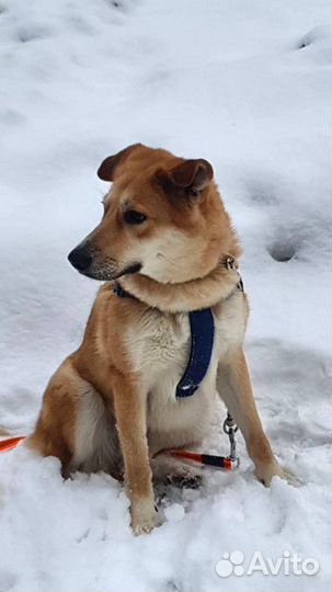 Уму бросили хозяева