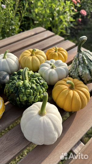Тыква декоративная