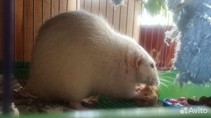 Крыса в добрые руки